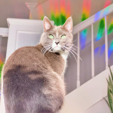 Load image into Gallery viewer, Small World Suncatcher